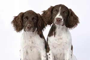 15 Weeks Old: DOGS. Springer Spaniel puppies 15 weeks old