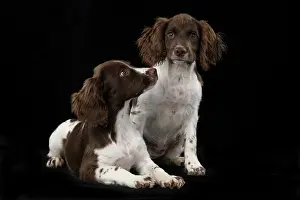 15 Weeks Old: DOGS. Springer Spaniel puppies 15 weeks old