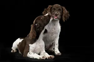 15 Weeks Old: DOGS. Springer Spaniel puppies 15 weeks old
