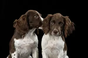 15 Weeks Old: DOGS. Springer Spaniel puppies 15 weeks old