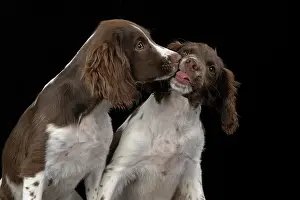 15 Weeks Old: DOGS. Springer Spaniel puppies 15 weeks old