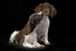 15 Weeks Old: DOGS. Springer Spaniel puppies 15 weeks old