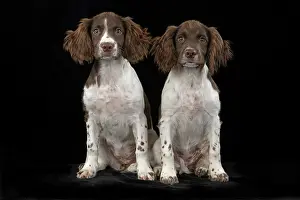 15 Weeks Old: DOGS. Springer Spaniel puppies 15 weeks old