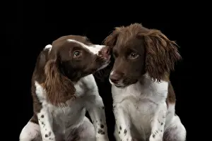 15 Weeks Old: DOGS. Springer Spaniel puppies 15 weeks old