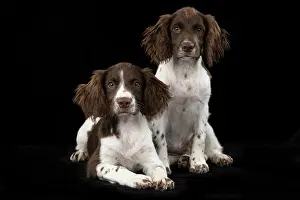 15 Weeks Old: DOGS. Springer Spaniel puppies 15 weeks old