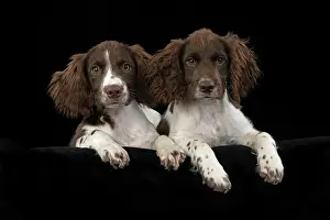 15 Weeks Old: DOGS. Springer Spaniel puppies 15 weeks old