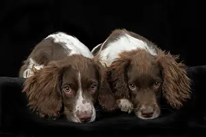 15 Weeks Old: DOGS. Springer Spaniel puppies 15 weeks old