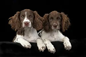 15 Weeks Old: DOGS. Springer Spaniel puppies 15 weeks old