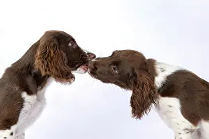 Kissing: DOGS. Springer Spaniel puppies 15 weeks old
