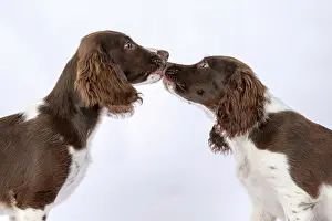Kissing: DOGS. Springer Spaniel puppies 15 weeks old