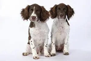 15 Weeks Old: DOGS. Springer Spaniel puppies 15 weeks old