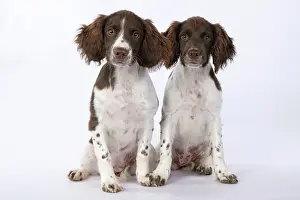 15 Weeks Old: DOGS. Springer Spaniel puppies 15 weeks old