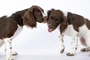 Kissing: DOGS. Springer Spaniel puppies 15 weeks old