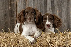 15 Weeks Old: DOGS. Springer Spaniel puppies 15 weeks old on straw bales