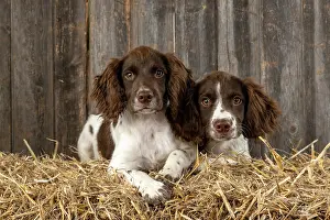 15 Weeks Old: DOGS. Springer Spaniel puppies 15 weeks old on straw bales