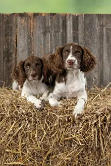 15 Weeks Old: DOGS. Springer Spaniel puppies 15 weeks old on straw bales