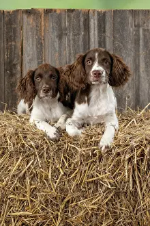 15 Weeks Old: DOGS. Springer Spaniel puppies 15 weeks old on straw bales