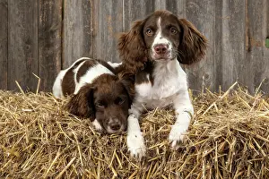 15 Weeks Old: DOGS. Springer Spaniel puppies 15 weeks old on straw bales