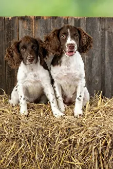 15 Weeks Old: DOGS. Springer Spaniel puppies 15 weeks old on straw bales