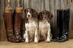15 Weeks Old: DOGS. Springer Spaniel puppies