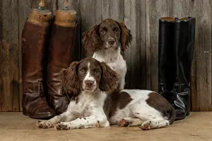 15 Weeks Old: DOGS. Springer Spaniel puppies