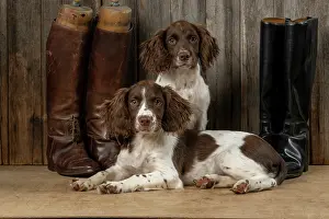 15 Weeks Old: DOGS. Springer Spaniel puppies