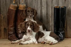 15 Weeks Old: DOGS. Springer Spaniel puppies
