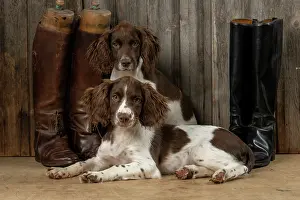 15 Weeks Old: DOGS. Springer Spaniel puppies