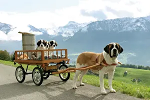 Cart: Dogs - St. Bernard female with three puppies in cart