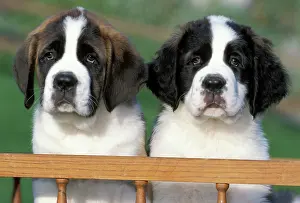 Cart: Dogs - St. Bernard puppies 8 weeks old sitting in cart