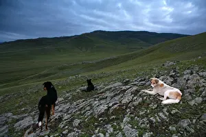 Pieces: Dogs in the steppe near the monastery Amarbayasgalant