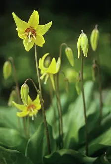 Dens: Dog's tooth violet
