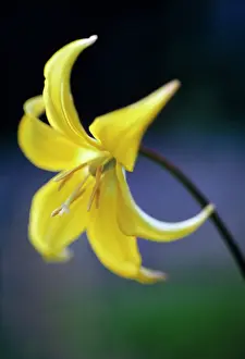 Dogtooth: Dog's tooth violet