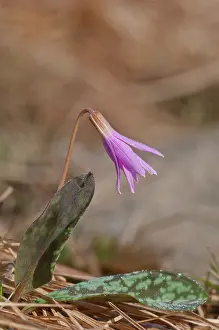 Herbaceous: Dog's tooth Violet (Erythronium dens-canis) in the first light of the morning