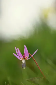 Dens: Dog's tooth violet, Erythronium dens-canis Old