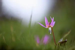 Dens: Dog's tooth violet, Erythronium dens-canis Old