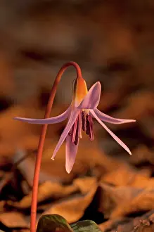 Dens: Dog's Tooth Violet in morning light
