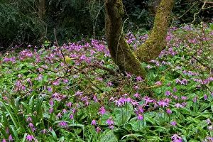 Erythronium: Dog's Tooth Violet - named Knightshayes Pink -