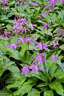 Erythronium: Dog's Tooth Violets - Knightshayes Pink
