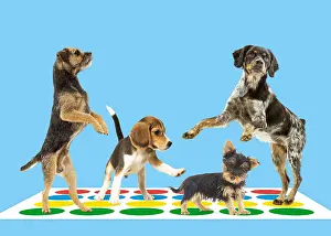 Everyday: Four dogs on Twister mat Four dogs on Twister