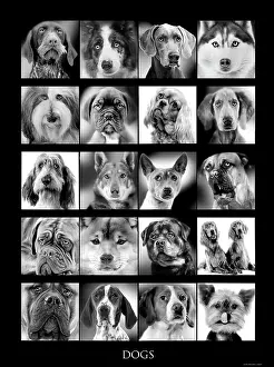 Posters: Dogs - variety of breeds