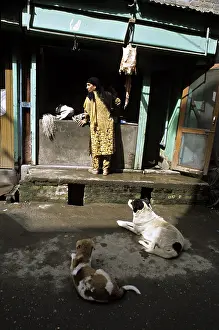 Shops: Dogs watching a stall India