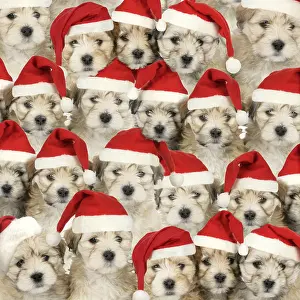 040718: Dogs wearing Christmas hats. Digital manipulation