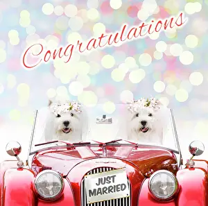 Motor: Dogs - West Highland Terrier & West Highland