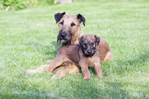 Westfalen: Dogs - Westfalia / Westfalen Terrier - puppy with