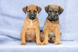 Westfalia: Dogs - Westfalia / Wetfalen Terrier Puppies - 2