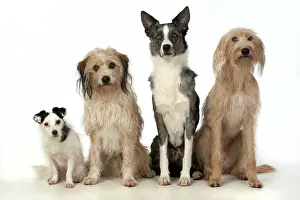 280220: DOGS. X4 dogs sitting together cross breeds