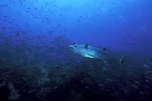 Tunas: Dogtooth tuna, Gymnosarda unicolor, Witu Islands, West New B