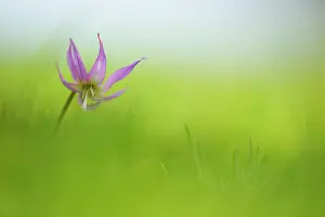 Ordinary: Dogtooth Violet, Erythronium Kinfauns Pink, a single stem