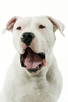 Mastiffs: Dogue Argentino / Argentinian Mastiff - with mouth open